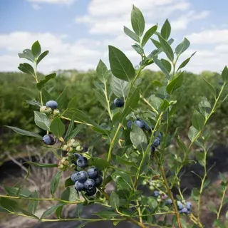 thumbnail for publication: Blueberries